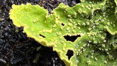 Yarrumia colensoi