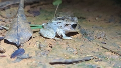 Craugastor megacephalus