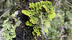 Yarrumia colensoi