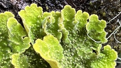 Yarrumia colensoi