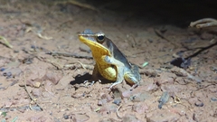 Lithobates warszewitschii