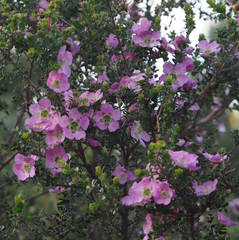 Leptospermum rotundifolium