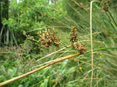 Juncus pallidus