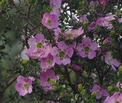 Leptospermum rotundifolium