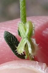 Pectocarya peninsularis