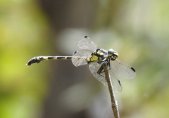 Austroepigomphus praeruptus