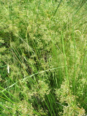 Juncus pallidus