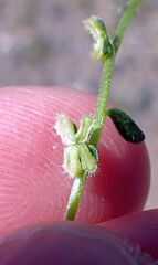 Pectocarya peninsularis