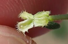 Pectocarya peninsularis