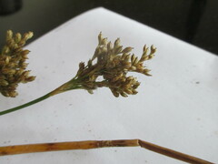 Juncus pallidus