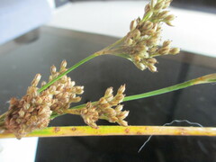 Juncus pallidus