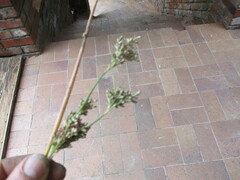 Juncus pallidus