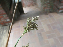 Juncus pallidus
