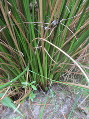 Juncus pallidus