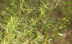 Cassinia laevis