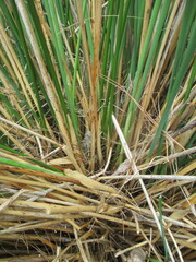Juncus pallidus