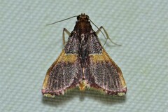 Endotricha mesenterialis