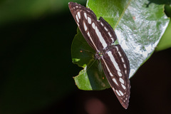 Neptis hylas