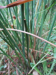 Juncus pallidus