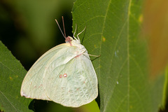 Catopsilia pyranthe