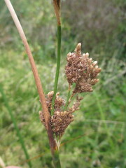 Juncus pallidus