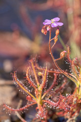 Drosera indica