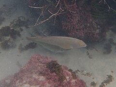 Halichoeres semicinctus