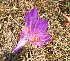 Colchicum bivonae