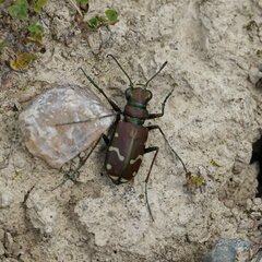 Cicindela limbalis