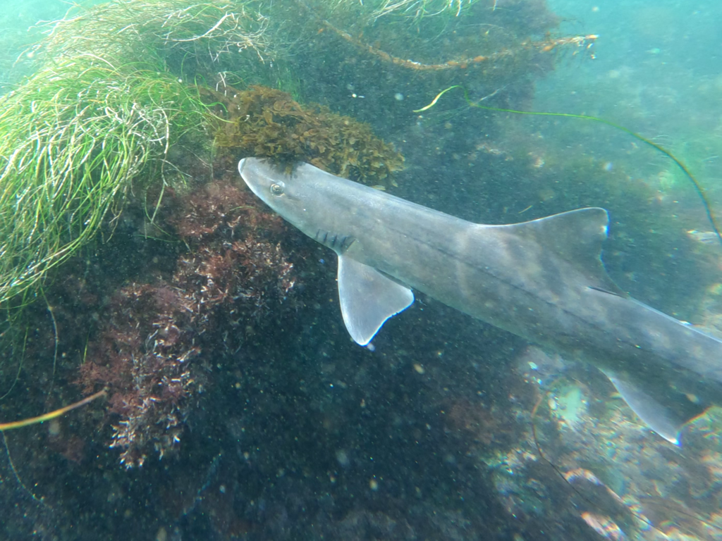 Gray Smoothhound