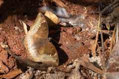 Euthalia monina kesava