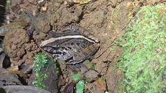 Craugastor fitzingeri