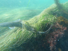 Mustelus californicus