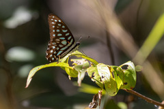Graphium arycles