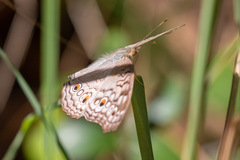 Junonia atlites atlites