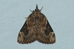 Omphalomia accersita