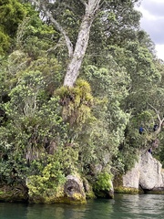 Dendrobium cunninghamii