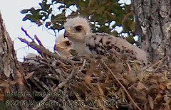 Buteo plagiatus