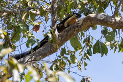 Ratufa bicolor