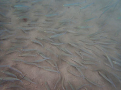 Atherinops affinis