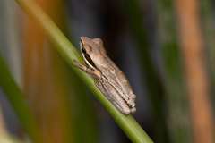 Litoria adelaidensis