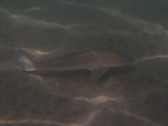 Menticirrhus undulatus