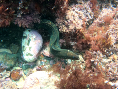 Gymnothorax mordax