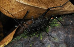 Macropathinae