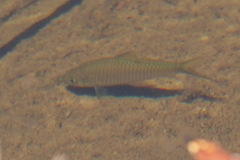 Rasbora
