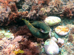 Gymnothorax mordax