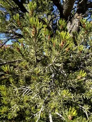 Pinus edulis