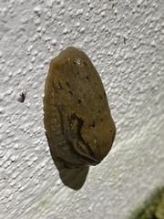 Drusia valenciennii