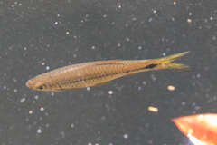 Rasbora