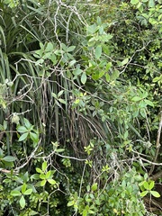 Pittosporum cornifolium